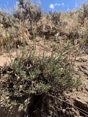 Chrysothamnus depressus