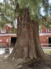 Sequoiadendron