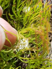 Serruria inconspicua