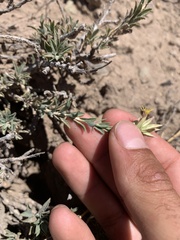 Chrysothamnus depressus