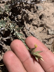 Chrysothamnus depressus