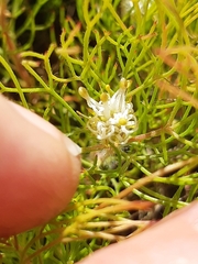 Serruria inconspicua