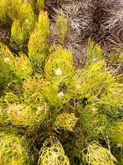 Serruria inconspicua