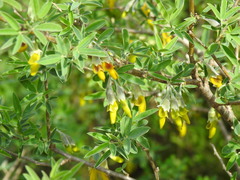 Anagyris foetida
