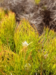 Serruria inconspicua