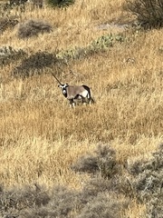 Oryx gazella