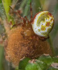 Araniella displicata