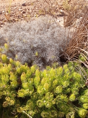 Serruria inconspicua