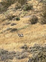Oryx gazella