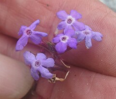 Verbena pulchella