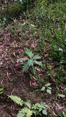 Bocconia frutescens
