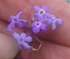 Verbena pulchella