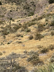 Oryx gazella