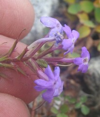 Verbena pulchella