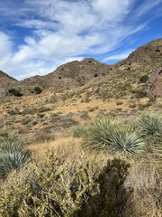 Oryx gazella