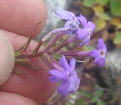 Verbena pulchella