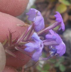 Verbena pulchella