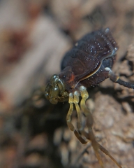 Acanthoprocta pustulata