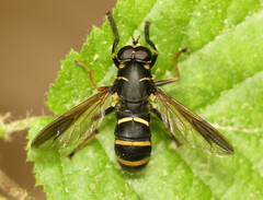 Temnostoma bombylans