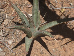 Sansevieria aethiopica
