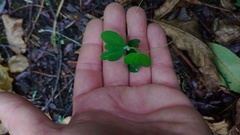 Passiflora bogotensis