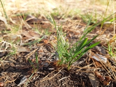 Pelargonium longifolium