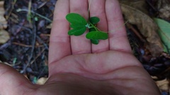 Passiflora bogotensis