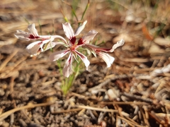 Pelargonium longifolium