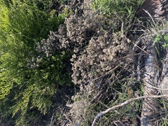 Plecostachys serpyllifolia