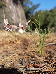 Pelargonium longifolium