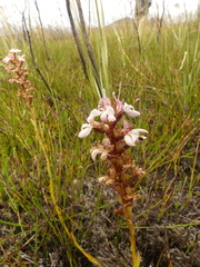 Satyrium rhynchanthum