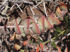 Crassula perforata