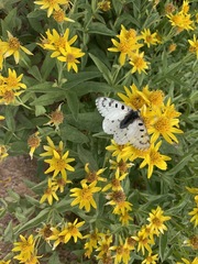 Parnassius smintheus