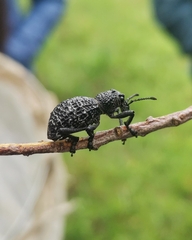 Aegorhinus superciliosus