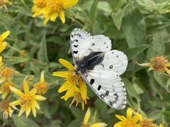 Parnassius smintheus