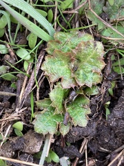 Sanicula crassicaulis