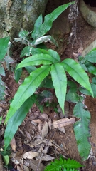 Diplazium donianum