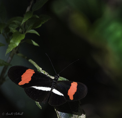 Heliconius melpomene