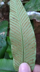 Diplazium donianum