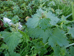 Lamium hybridum