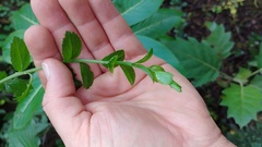 Baccharis bogotensis