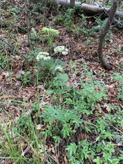 Ligusticum porteri