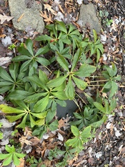 Helleborus orientalis