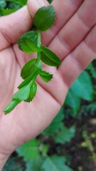 Baccharis bogotensis