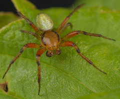 Araniella displicata