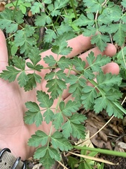 Ligusticum porteri