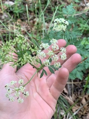 Ligusticum porteri
