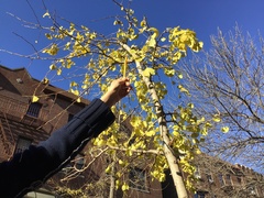 Ginkgo