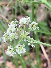 Ligusticum porteri