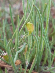 Centella macrocarpa